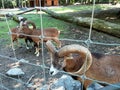 Goats at zoo Targu Mures Royalty Free Stock Photo