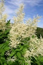 Goatsbeard Royalty Free Stock Photo