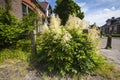 Goatsbeard, Aruncus dioicus