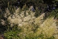 Goatsbeard (Aruncus dioicus) in Germany Royalty Free Stock Photo