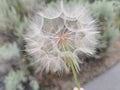 Goatsbeard