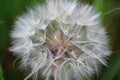 Goatsbeard flower seed head close up