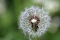 Goatsbeard flower seed head close up