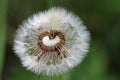 Goatsbeard flower seed head close up