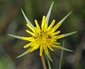 Goatsbeard Flower Royalty Free Stock Photo