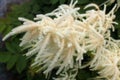 Goatsbeard flowers Aruncus dioicus, Norway