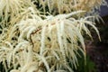 Goatsbeard flowers Aruncus dioicus, Norway