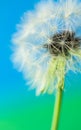 Goatsbeard seed head Royalty Free Stock Photo