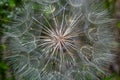 Goatsbeard, Tragopogon pratensis, flower seed head close up with feathery seeds and a blurred background of leaves Royalty Free Stock Photo