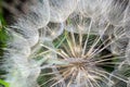 Goatsbeard, Tragopogon pratensis, flower seed head close up with feathery seeds and a blurred background of leaves