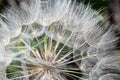 Goatsbeard, Tragopogon pratensis, flower seed head close up with feathery seeds and a blurred background of leaves Royalty Free Stock Photo