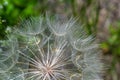 Goatsbeard, Tragopogon pratensis, flower seed head close up with feathery seeds and a blurred background of leaves Royalty Free Stock Photo