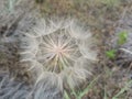 Goatsbeard - Yellow salsify