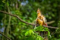 Goatsin Opisthocomus hoazin on a tree in Limoncocha National Park in the Amazon rainforest in Ecuador Royalty Free Stock Photo