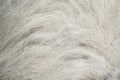 Goatskin Royalty Free Stock Photo