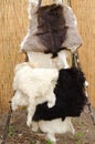 Goatskins