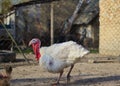 A gobbler in the foreground of a chainlink fence,