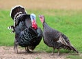 Gobbler. Male and female Turkeys on farm, a couple of home birds, you`re shooting outdoors.