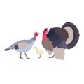 Gobbler turkey white farm family