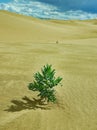 Gobi Desert Green Plant Royalty Free Stock Photo