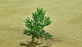 Gobi Desert Green Plant Royalty Free Stock Photo