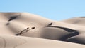 Gobi desert Horses walking in the sand dunes