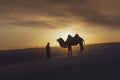 Gobi desert, may 2019, Mongolia : Camel going through the sand dunes on sunrise, Gobi desert Mongolia Royalty Free Stock Photo