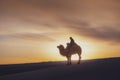 Gobi desert, may 2019, Mongolia : Camel going through the sand dunes on sunrise, Gobi desert Mongolia Royalty Free Stock Photo