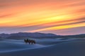 Gobi desert, may 2019, Mongolia : Camel going through the sand dunes on sunrise, Gobi desert Mongolia Royalty Free Stock Photo