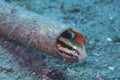 Gobi fish hiding in pipe, Sogod Bay, Padre Burgos, Leyte, Philippines, Asia Royalty Free Stock Photo