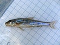 Gobio gobio, or the gudgeon, is a species of fish in the family Cyprinidae. Ichthyology research.