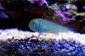 Green Clown Goby - Gobiodon histrio