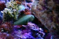 Green Clown Goby - Gobiodon histrio