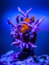 Gobiodon Okinawae on a montipora coral in a reef aquarium Royalty Free Stock Photo