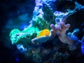 Gobiodon okinawae over a coral in a reef aquarium Royalty Free Stock Photo