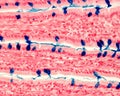 Goblet cells. Intestinal epithelium