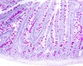 Goblet cells. Small intestine epithelium Royalty Free Stock Photo