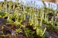 Goblet lichen Cladonia fimbriata on a stump