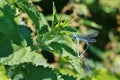 Damselflies tandem Royalty Free Stock Photo