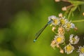 Goblet-Marked Damselfly Delight: Erythromma lindenii Royalty Free Stock Photo