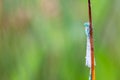 Goblet marked damselfly Royalty Free Stock Photo