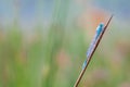 Goblet marked damselfly Royalty Free Stock Photo