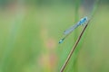 Goblet marked damselfly Royalty Free Stock Photo