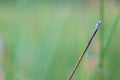 Goblet marked damselfly Royalty Free Stock Photo