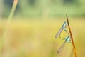 Goblet marked damselfly Royalty Free Stock Photo