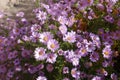 Gobs of pink flowers of Michaelmas daisies Royalty Free Stock Photo
