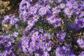 Gobs of violet flowers of Michaelmas daisies Royalty Free Stock Photo