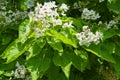 Gobs of white flowers of Catalpa bignonioides in June Royalty Free Stock Photo