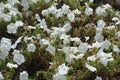 Gobs of white flowers of petunias in September Royalty Free Stock Photo