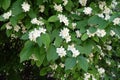 Gobs of white flowers of Philadelphus coronarius in June Royalty Free Stock Photo